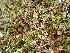  ( - EDNA23-0064543)  @11 [ ] CreativeCommons  Attribution Non-Commercial Share-Alike (2025) David Belll Royal Botanic Garden Edinburgh