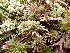  ( - EDNA23-0064543)  @11 [ ] CreativeCommons  Attribution Non-Commercial Share-Alike (2025) David Belll Royal Botanic Garden Edinburgh
