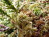  ( - EDNA23-0064543)  @11 [ ] CreativeCommons  Attribution Non-Commercial Share-Alike (2025) David Belll Royal Botanic Garden Edinburgh