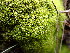  ( - EDNA23-0064542)  @11 [ ] CreativeCommons  Attribution Non-Commercial Share-Alike (2025) David Belll Royal Botanic Garden Edinburgh