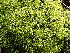  ( - EDNA23-0064542)  @11 [ ] CreativeCommons  Attribution Non-Commercial Share-Alike (2025) David Belll Royal Botanic Garden Edinburgh