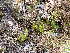  ( - EDNA23-0064542)  @11 [ ] CreativeCommons  Attribution Non-Commercial Share-Alike (2025) David Belll Royal Botanic Garden Edinburgh