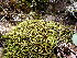  ( - EDNA23-0064541)  @11 [ ] CreativeCommons  Attribution Non-Commercial Share-Alike (2025) David Belll Royal Botanic Garden Edinburgh