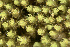 ( - EDNA23-0064541)  @11 [ ] CreativeCommons  Attribution Non-Commercial Share-Alike (2025) David Belll Royal Botanic Garden Edinburgh