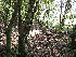  ( - EDNA23-0065000)  @11 [ ] CreativeCommons  Attribution Non-Commercial Share-Alike (2025) David Belll Royal Botanic Garden Edinburgh