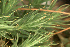  ( - EDNA23-0065000)  @11 [ ] CreativeCommons  Attribution Non-Commercial Share-Alike (2025) David Belll Royal Botanic Garden Edinburgh