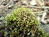  ( - EDNA23-0065002)  @11 [ ] CreativeCommons  Attribution Non-Commercial Share-Alike (2025) David Belll Royal Botanic Garden Edinburgh