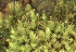  ( - EDNA23-0065002)  @11 [ ] CreativeCommons  Attribution Non-Commercial Share-Alike (2025) David Belll Royal Botanic Garden Edinburgh
