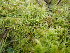  ( - EDNA23-0064999)  @11 [ ] CreativeCommons  Attribution Non-Commercial Share-Alike (2025) David Belll Royal Botanic Garden Edinburgh