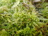  ( - EDNA23-0064999)  @11 [ ] CreativeCommons  Attribution Non-Commercial Share-Alike (2025) David Belll Royal Botanic Garden Edinburgh