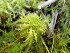  ( - EDNA23-0064999)  @11 [ ] CreativeCommons  Attribution Non-Commercial Share-Alike (2025) David Belll Royal Botanic Garden Edinburgh
