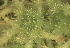  ( - EDNA23-0064999)  @11 [ ] CreativeCommons  Attribution Non-Commercial Share-Alike (2025) David Belll Royal Botanic Garden Edinburgh