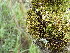  ( - EDNA23-0065005)  @11 [ ] CreativeCommons  Attribution Non-Commercial Share-Alike (2025) David Belll Royal Botanic Garden Edinburgh