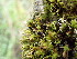  ( - EDNA23-0065005)  @11 [ ] CreativeCommons  Attribution Non-Commercial Share-Alike (2025) David Belll Royal Botanic Garden Edinburgh