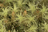  ( - EDNA23-0065005)  @11 [ ] CreativeCommons  Attribution Non-Commercial Share-Alike (2025) David Belll Royal Botanic Garden Edinburgh