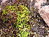  ( - EDNA23-0065010)  @11 [ ] CreativeCommons  Attribution Non-Commercial Share-Alike (2025) David Belll Royal Botanic Garden Edinburgh