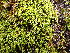  ( - EDNA23-0065010)  @11 [ ] CreativeCommons  Attribution Non-Commercial Share-Alike (2025) David Belll Royal Botanic Garden Edinburgh