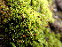  ( - EDNA23-0065010)  @11 [ ] CreativeCommons  Attribution Non-Commercial Share-Alike (2025) David Belll Royal Botanic Garden Edinburgh
