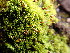  ( - EDNA23-0065010)  @11 [ ] CreativeCommons  Attribution Non-Commercial Share-Alike (2025) David Belll Royal Botanic Garden Edinburgh