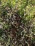  ( - EDNA23-0065017)  @11 [ ] CreativeCommons  Attribution Non-Commercial Share-Alike (2025) David Belll Royal Botanic Garden Edinburgh