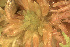 ( - EDNA23-0065017)  @11 [ ] CreativeCommons  Attribution Non-Commercial Share-Alike (2025) David Belll Royal Botanic Garden Edinburgh