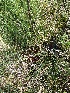 ( - EDNA23-0065014)  @11 [ ] CreativeCommons  Attribution Non-Commercial Share-Alike (2025) David Belll Royal Botanic Garden Edinburgh