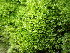  ( - EDNA24-0065346)  @11 [ ] CreativeCommons  Attribution Non-Commercial Share-Alike (2025) David Belll Royal Botanic Garden Edinburgh