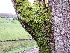  ( - EDNA24-0065346)  @11 [ ] CreativeCommons  Attribution Non-Commercial Share-Alike (2025) David Belll Royal Botanic Garden Edinburgh