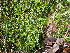  ( - EDNA24-0065345)  @11 [ ] CreativeCommons  Attribution Non-Commercial Share-Alike (2025) David Belll Royal Botanic Garden Edinburgh