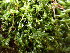  ( - EDNA24-0065345)  @11 [ ] CreativeCommons  Attribution Non-Commercial Share-Alike (2025) David Belll Royal Botanic Garden Edinburgh