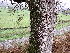  ( - EDNA24-0065348)  @11 [ ] CreativeCommons  Attribution Non-Commercial Share-Alike (2025) David Belll Royal Botanic Garden Edinburgh