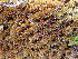  ( - EDNA24-0065351)  @11 [ ] CreativeCommons  Attribution Non-Commercial Share-Alike (2025) David Belll Royal Botanic Garden Edinburgh