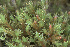  ( - EDNA24-0065627)  @11 [ ] CreativeCommons  Attribution Non-Commercial Share-Alike (2025) David Belll Royal Botanic Garden Edinburgh