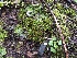  ( - EDNA24-0065628)  @11 [ ] CreativeCommons  Attribution Non-Commercial Share-Alike (2025) David Belll Royal Botanic Garden Edinburgh
