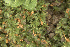  ( - EDNA24-0065628)  @11 [ ] CreativeCommons  Attribution Non-Commercial Share-Alike (2025) David Belll Royal Botanic Garden Edinburgh