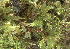  ( - EDNA24-0065629)  @11 [ ] CreativeCommons  Attribution Non-Commercial Share-Alike (2025) David Belll Royal Botanic Garden Edinburgh