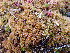  ( - EDNA24-0065637)  @11 [ ] CreativeCommons  Attribution Non-Commercial Share-Alike (2025) David Belll Royal Botanic Garden Edinburgh