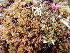  ( - EDNA24-0065637)  @11 [ ] CreativeCommons  Attribution Non-Commercial Share-Alike (2025) David Belll Royal Botanic Garden Edinburgh