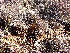  ( - EDNA24-0065637)  @11 [ ] CreativeCommons  Attribution Non-Commercial Share-Alike (2025) David Belll Royal Botanic Garden Edinburgh