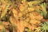  ( - EDNA24-0065637)  @11 [ ] CreativeCommons  Attribution Non-Commercial Share-Alike (2025) David Belll Royal Botanic Garden Edinburgh