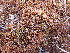  ( - EDNA24-0065638)  @11 [ ] CreativeCommons  Attribution Non-Commercial Share-Alike (2025) David Belll Royal Botanic Garden Edinburgh
