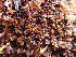  ( - EDNA24-0065638)  @11 [ ] CreativeCommons  Attribution Non-Commercial Share-Alike (2025) David Belll Royal Botanic Garden Edinburgh