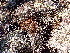  ( - EDNA24-0065638)  @11 [ ] CreativeCommons  Attribution Non-Commercial Share-Alike (2025) David Belll Royal Botanic Garden Edinburgh