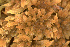  ( - EDNA24-0065638)  @11 [ ] CreativeCommons  Attribution Non-Commercial Share-Alike (2025) David Belll Royal Botanic Garden Edinburgh