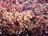  ( - EDNA24-0065639)  @11 [ ] CreativeCommons  Attribution Non-Commercial Share-Alike (2025) David Belll Royal Botanic Garden Edinburgh