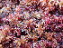  ( - EDNA24-0065639)  @11 [ ] CreativeCommons  Attribution Non-Commercial Share-Alike (2025) David Belll Royal Botanic Garden Edinburgh