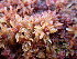  ( - EDNA24-0065639)  @11 [ ] CreativeCommons  Attribution Non-Commercial Share-Alike (2025) David Belll Royal Botanic Garden Edinburgh