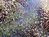  ( - EDNA24-0065640)  @11 [ ] CreativeCommons  Attribution Non-Commercial Share-Alike (2025) David Belll Royal Botanic Garden Edinburgh