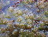  ( - EDNA24-0065640)  @11 [ ] CreativeCommons  Attribution Non-Commercial Share-Alike (2025) David Belll Royal Botanic Garden Edinburgh