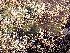  ( - EDNA24-0065640)  @11 [ ] CreativeCommons  Attribution Non-Commercial Share-Alike (2025) David Belll Royal Botanic Garden Edinburgh